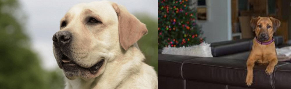 Black Mouth Cur vs Labrador Retriever - Breed Comparison