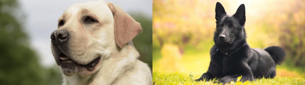 Black Norwegian Elkhound vs Labrador Retriever - Breed Comparison