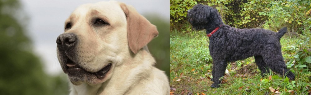 Black Russian Terrier vs Labrador Retriever - Breed Comparison