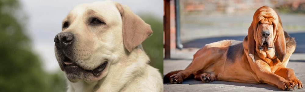 Bloodhound vs Labrador Retriever - Breed Comparison