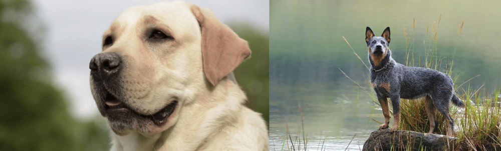 Blue Healer vs Labrador Retriever - Breed Comparison