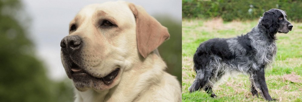 Blue Picardy Spaniel vs Labrador Retriever - Breed Comparison