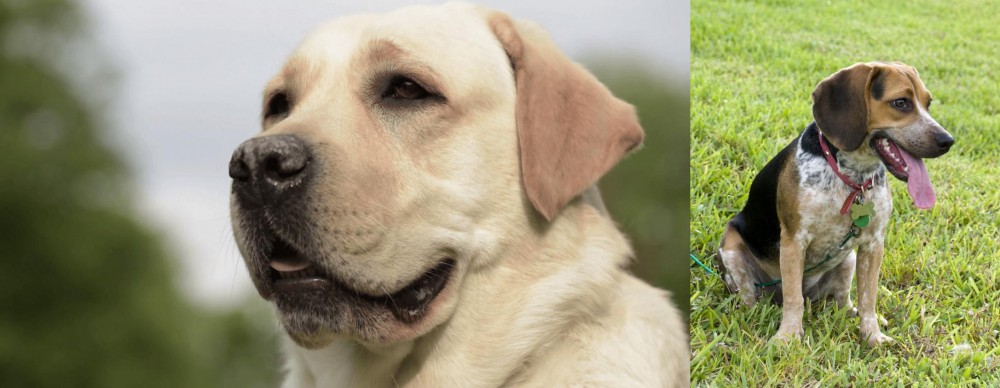 Bluetick Beagle vs Labrador Retriever - Breed Comparison