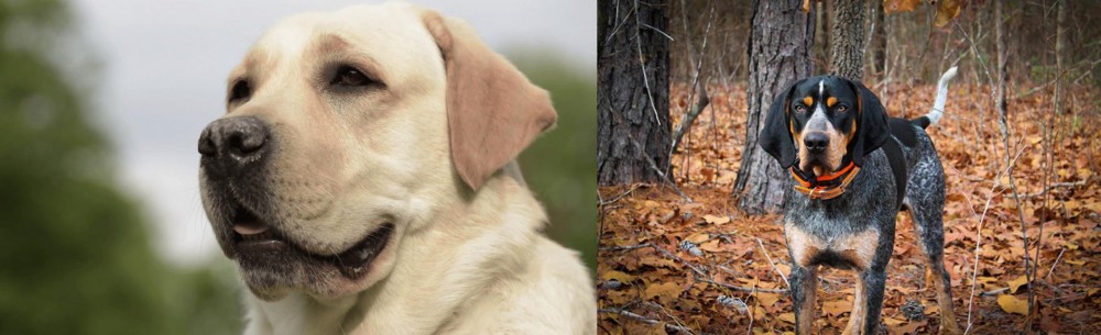 Bluetick Coonhound vs Labrador Retriever - Breed Comparison