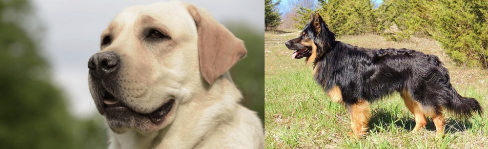 Bohemian Shepherd vs Labrador Retriever - Breed Comparison