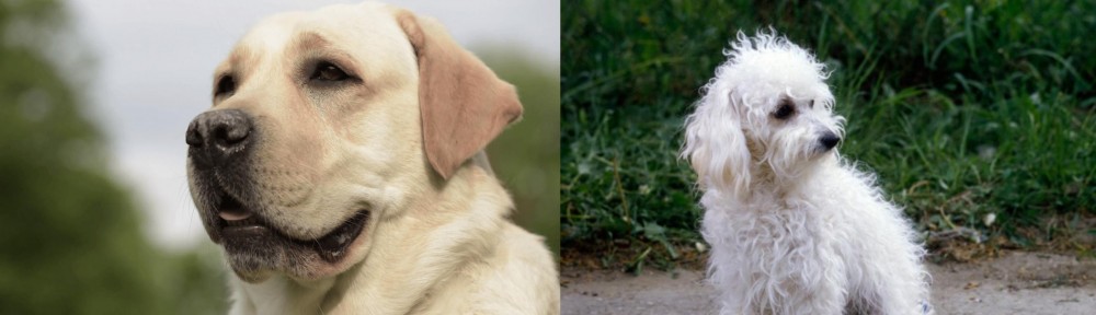 Bolognese vs Labrador Retriever - Breed Comparison