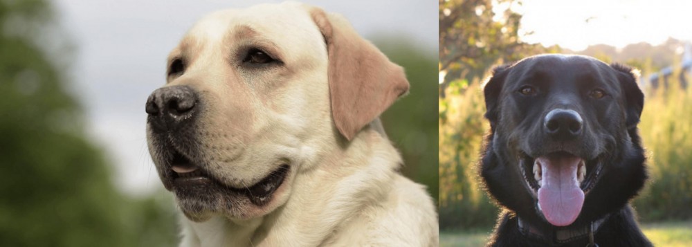 Borador vs Labrador Retriever - Breed Comparison