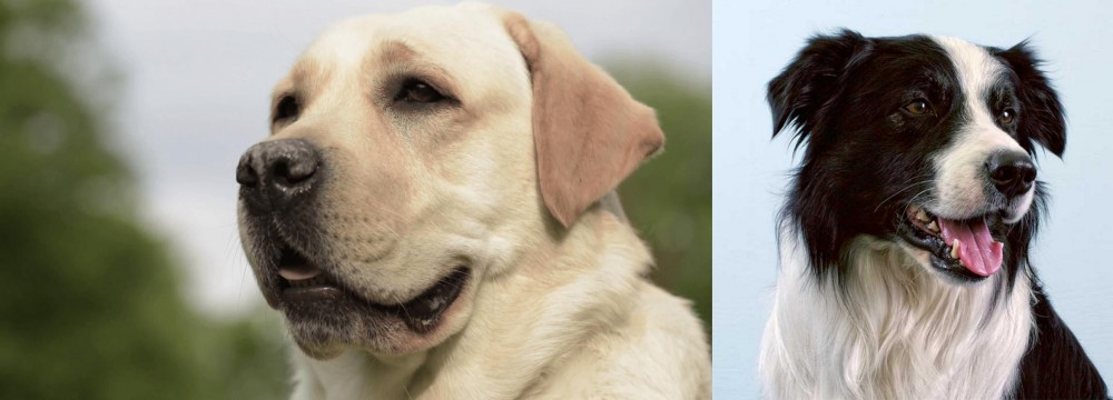 Border Collie vs Labrador Retriever - Breed Comparison
