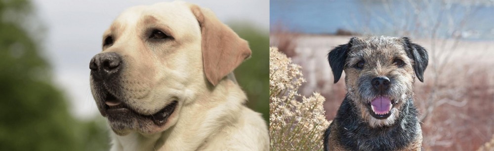 Border Terrier vs Labrador Retriever - Breed Comparison