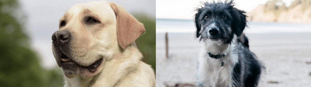 Bordoodle vs Labrador Retriever - Breed Comparison