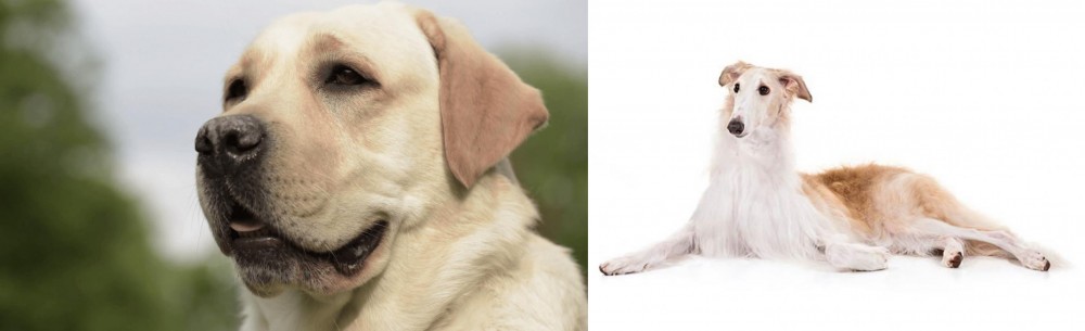 Borzoi vs Labrador Retriever - Breed Comparison