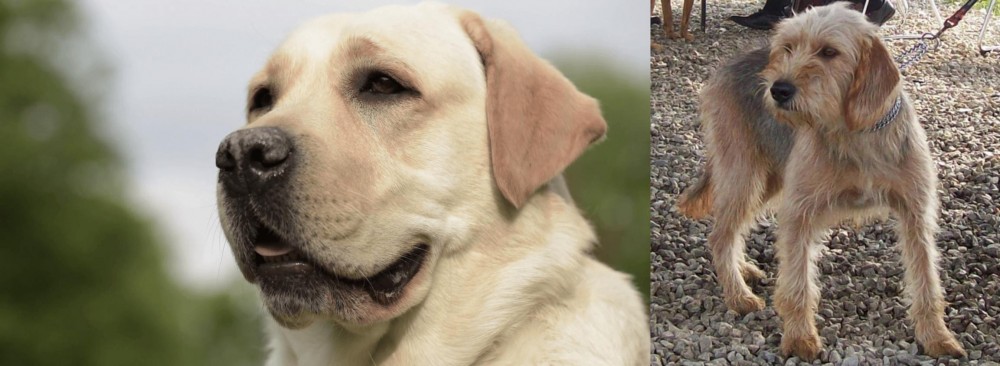 Bosnian Coarse-Haired Hound vs Labrador Retriever - Breed Comparison