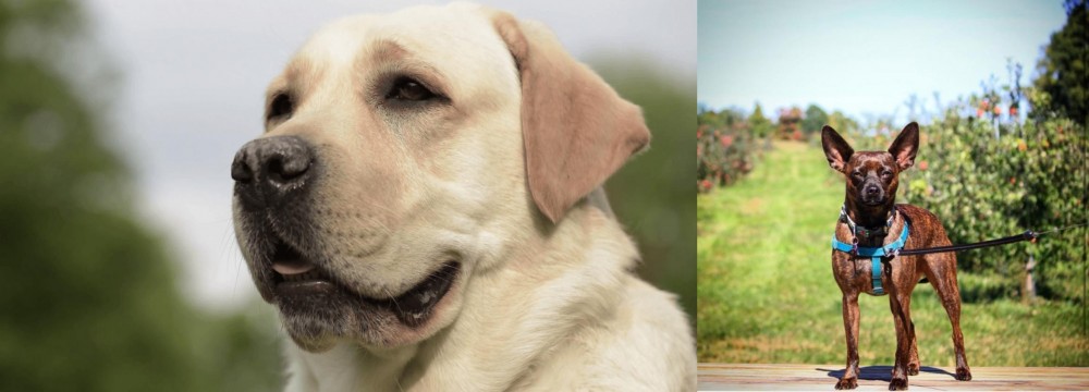 Bospin vs Labrador Retriever - Breed Comparison