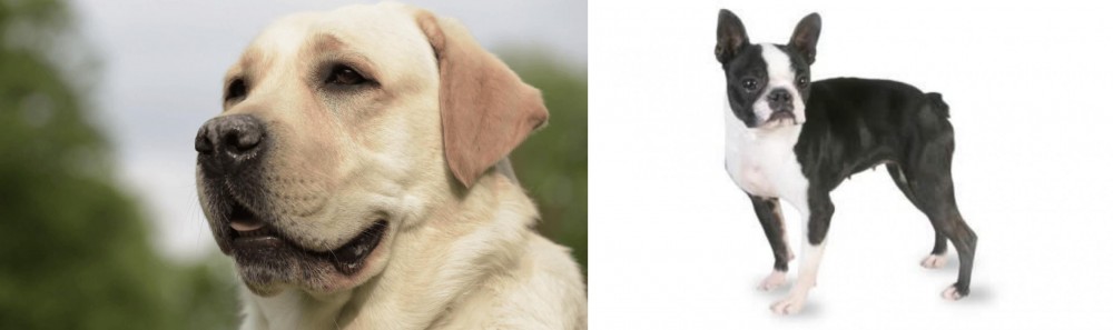 Boston Terrier vs Labrador Retriever - Breed Comparison