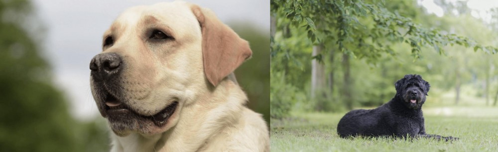 Bouvier des Flandres vs Labrador Retriever - Breed Comparison
