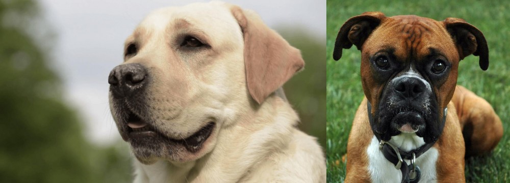 Boxer vs Labrador Retriever - Breed Comparison