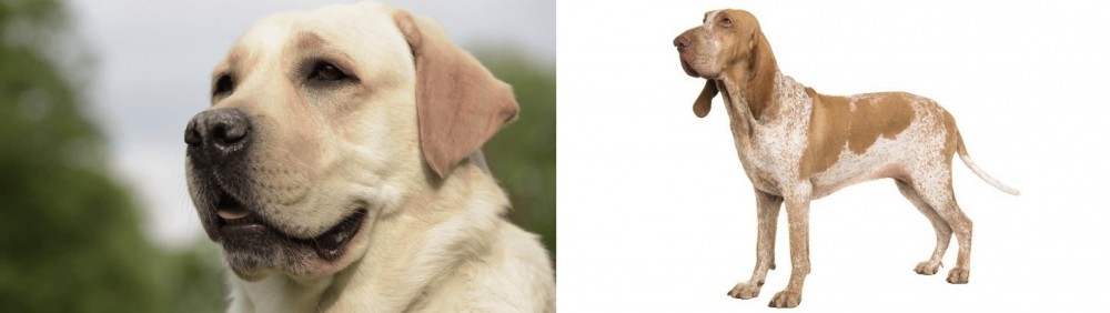 Bracco Italiano vs Labrador Retriever - Breed Comparison