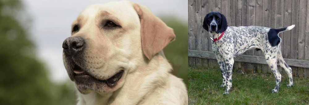 Braque d'Auvergne vs Labrador Retriever - Breed Comparison