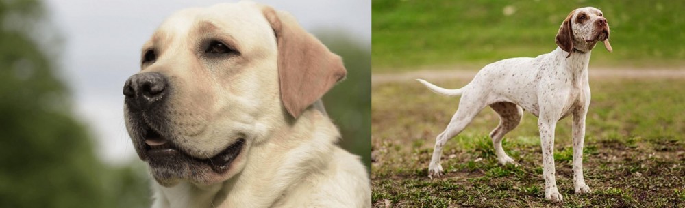 Braque du Bourbonnais vs Labrador Retriever - Breed Comparison
