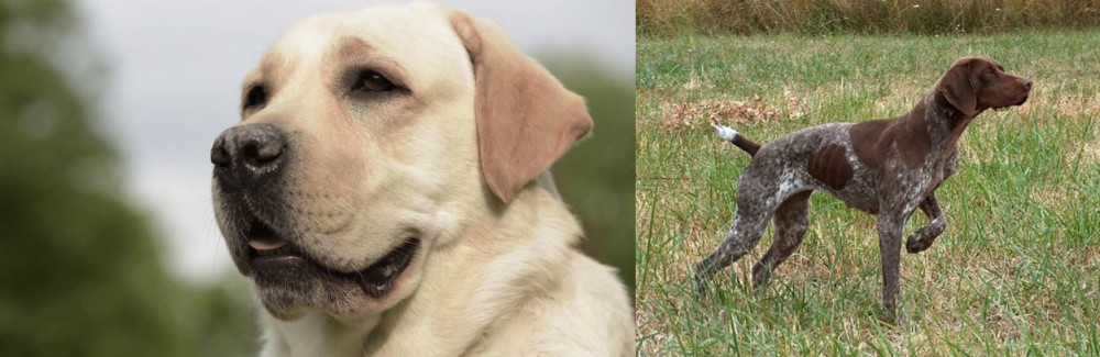 Braque Francais vs Labrador Retriever - Breed Comparison