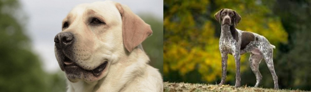 Braque Francais (Gascogne Type) vs Labrador Retriever - Breed Comparison