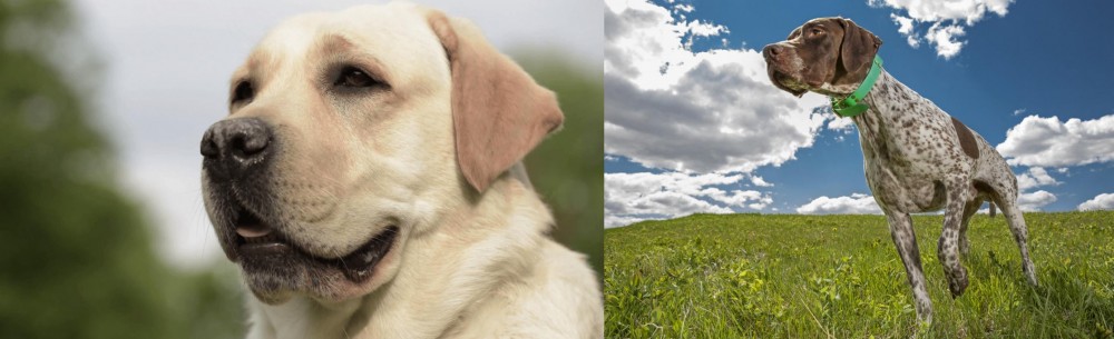 Braque Francais (Pyrenean Type) vs Labrador Retriever - Breed Comparison