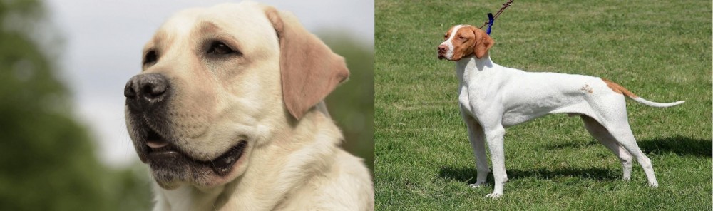 Braque Saint-Germain vs Labrador Retriever - Breed Comparison