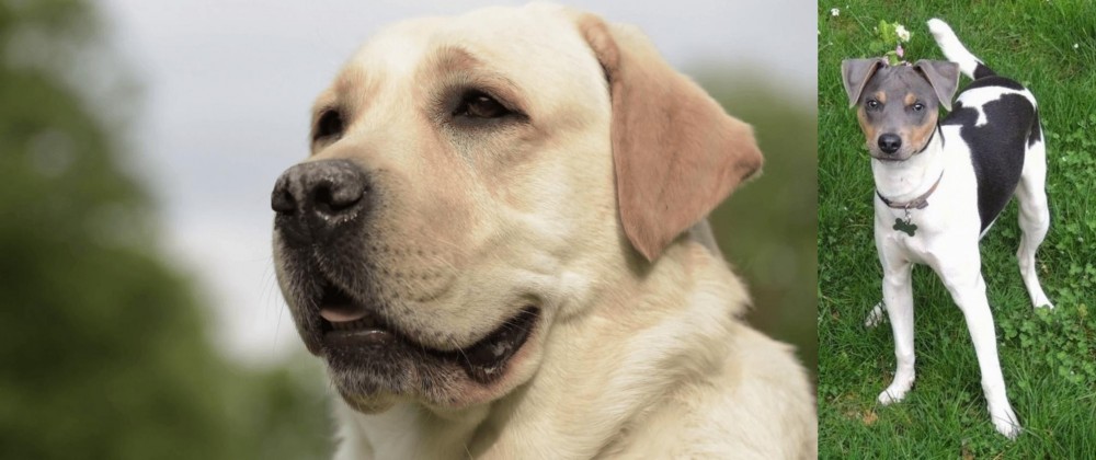 Brazilian Terrier vs Labrador Retriever - Breed Comparison