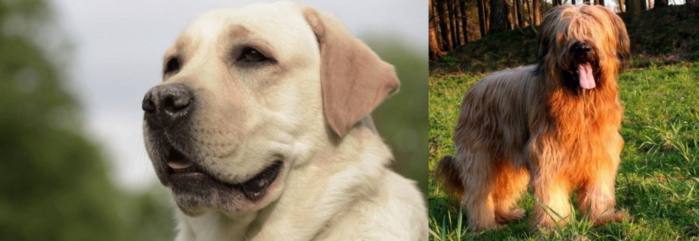 Briard vs Labrador Retriever - Breed Comparison