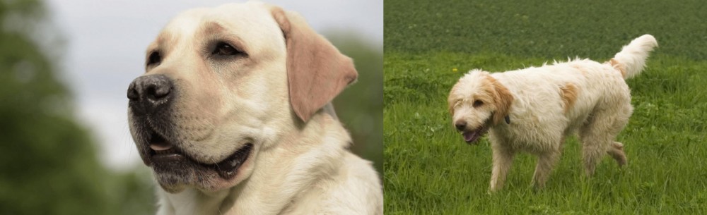 Briquet Griffon Vendeen vs Labrador Retriever - Breed Comparison