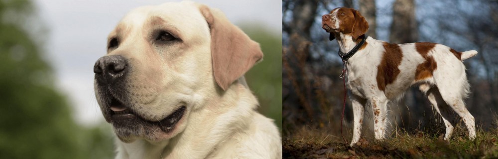Brittany vs Labrador Retriever - Breed Comparison