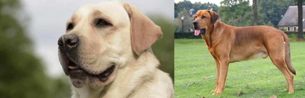 Broholmer vs Labrador Retriever - Breed Comparison
