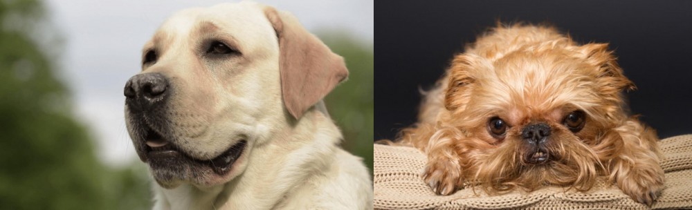 Brug vs Labrador Retriever - Breed Comparison