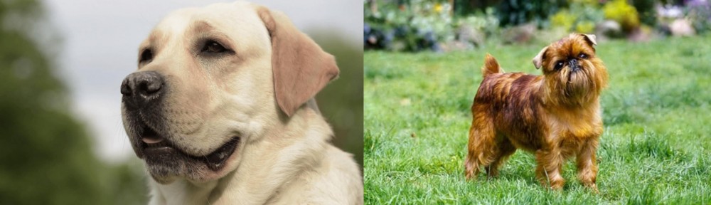 Brussels Griffon vs Labrador Retriever - Breed Comparison