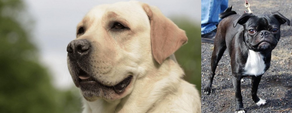 Bugg vs Labrador Retriever - Breed Comparison