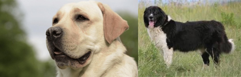 Bulgarian Shepherd vs Labrador Retriever - Breed Comparison