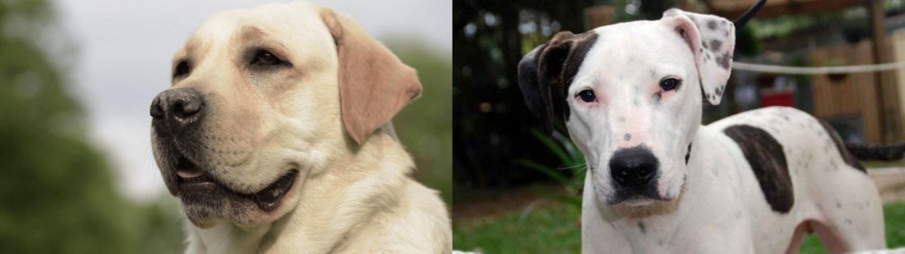 Bull Arab vs Labrador Retriever - Breed Comparison