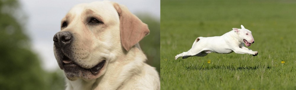 Bull Terrier vs Labrador Retriever - Breed Comparison