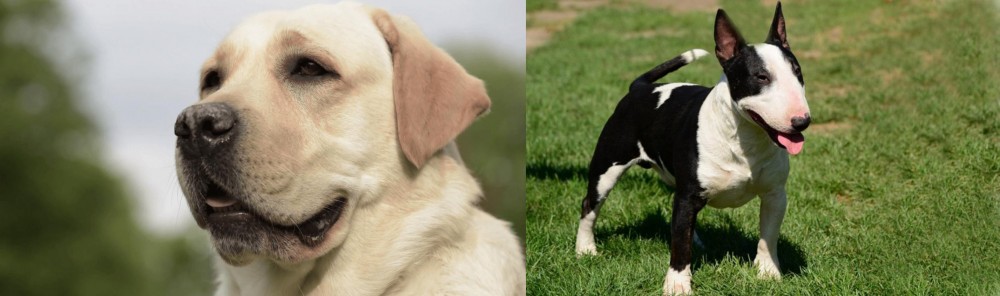 Bull Terrier Miniature vs Labrador Retriever - Breed Comparison