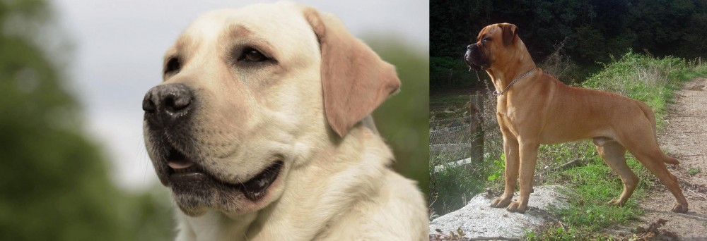 Bullmastiff vs Labrador Retriever - Breed Comparison