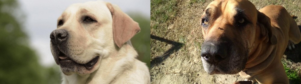 Cabecudo Boiadeiro vs Labrador Retriever - Breed Comparison