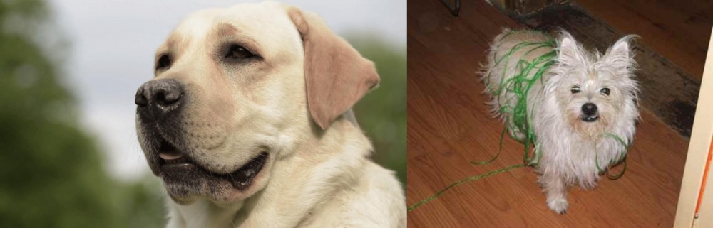Cairland Terrier vs Labrador Retriever - Breed Comparison