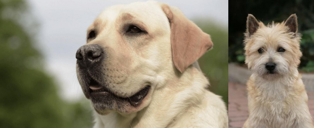 Cairn Terrier vs Labrador Retriever - Breed Comparison