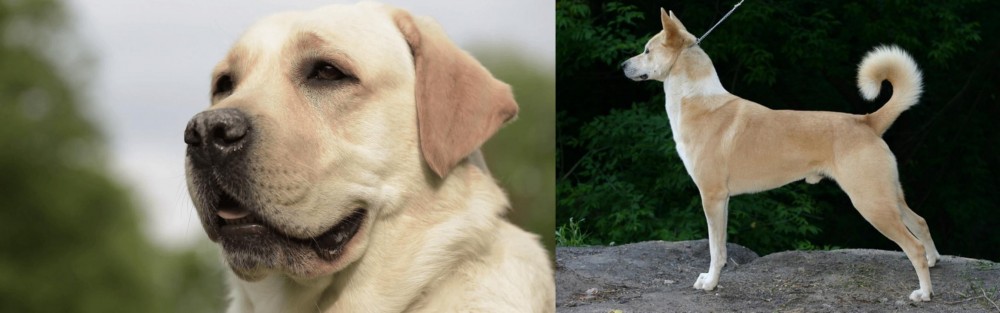 Canaan Dog vs Labrador Retriever - Breed Comparison