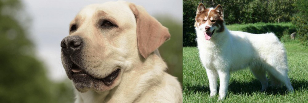 Canadian Eskimo Dog vs Labrador Retriever - Breed Comparison