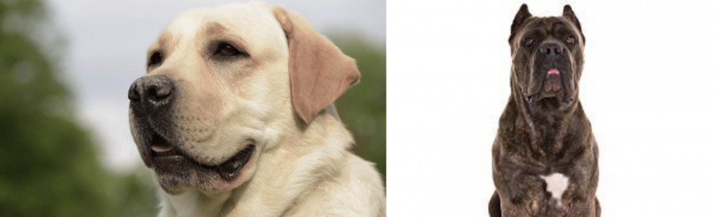 Cane Corso vs Labrador Retriever - Breed Comparison