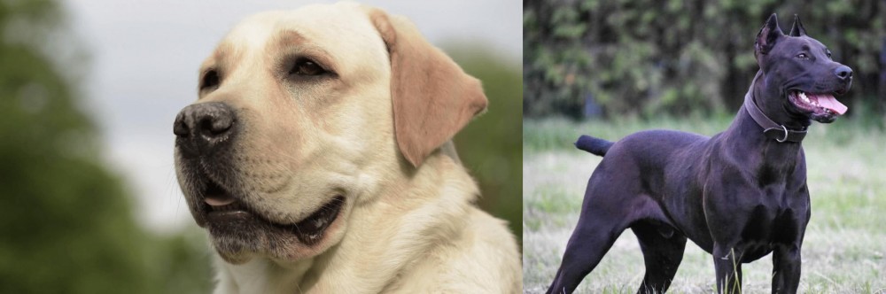 Canis Panther vs Labrador Retriever - Breed Comparison