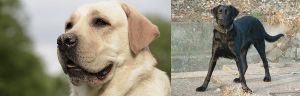 Cao de Castro Laboreiro vs Labrador Retriever - Breed Comparison