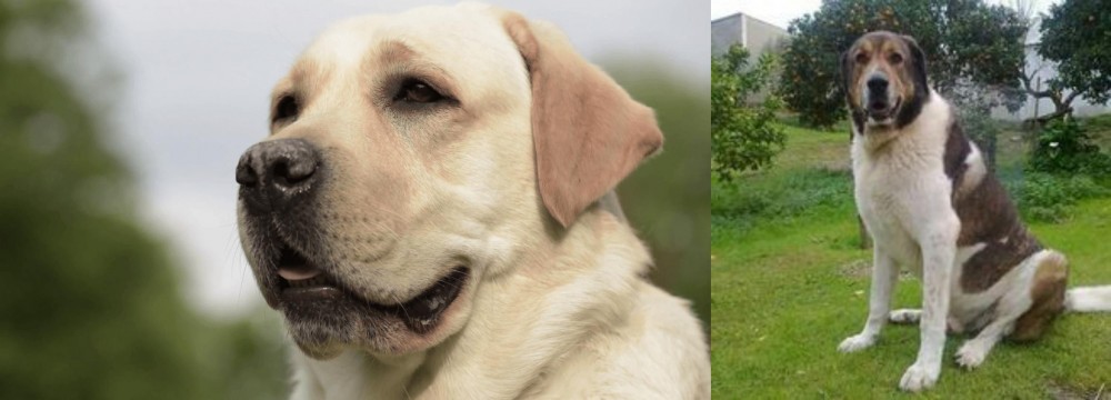 Cao de Gado Transmontano vs Labrador Retriever - Breed Comparison