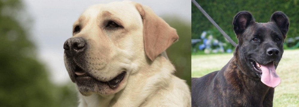Cao Fila de Sao Miguel vs Labrador Retriever - Breed Comparison